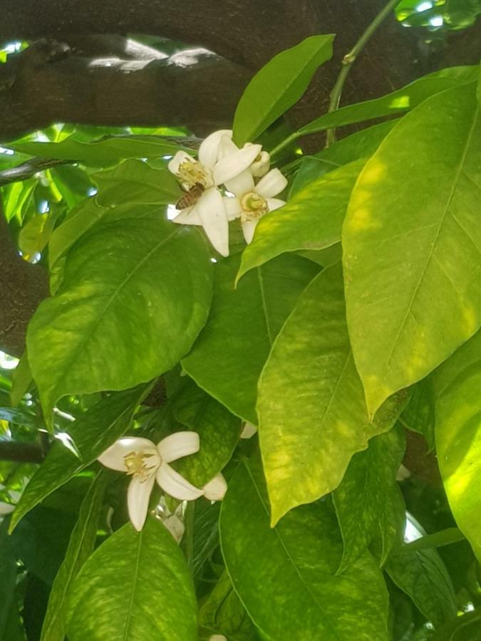 Ca Du Ginetto B & B Borgio Verezzi Dış mekan fotoğraf